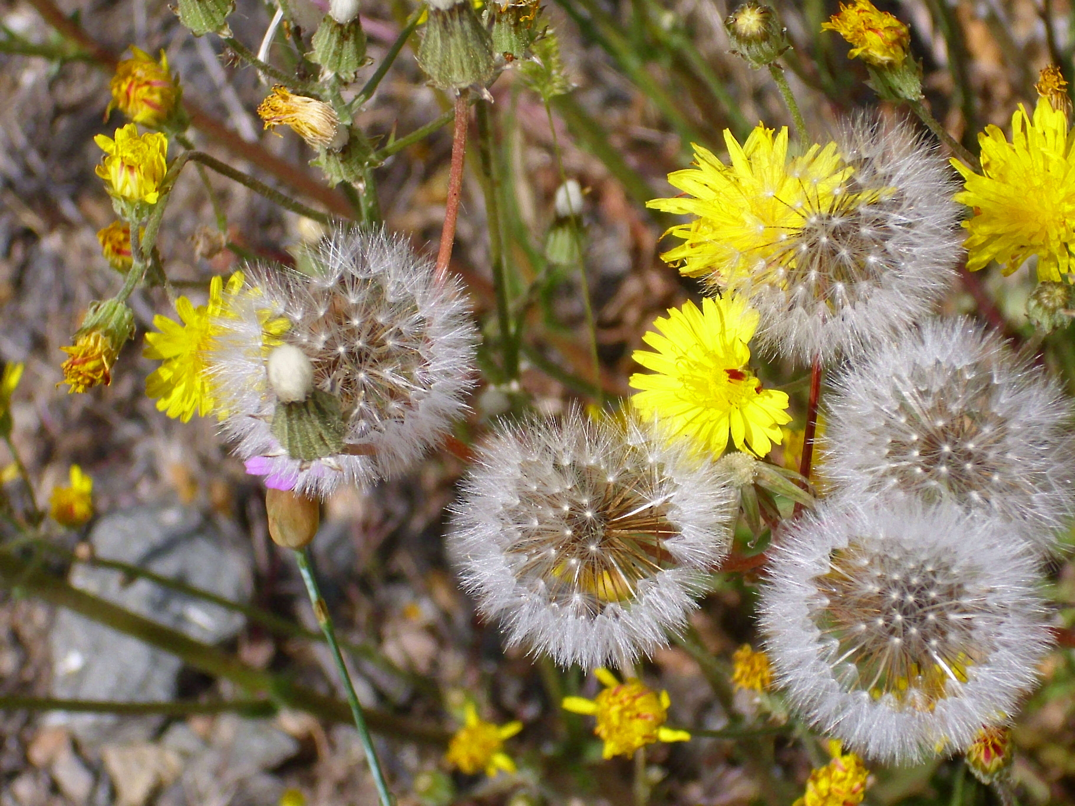 Image of hawkweed oxtongue