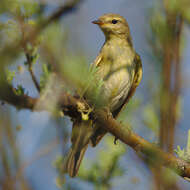 Image of Willow Warbler