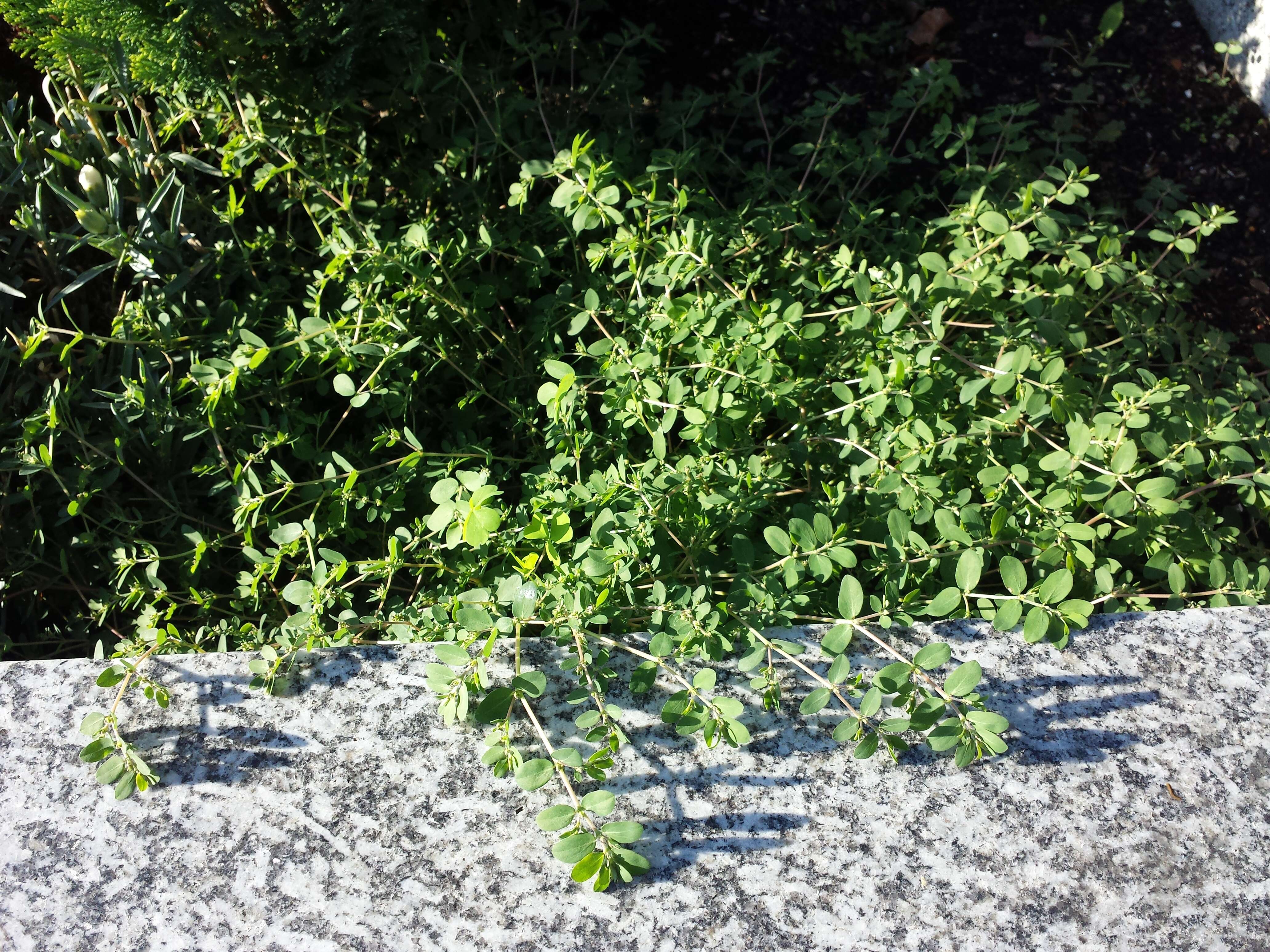 Image de Euphorbia prostrata Aiton