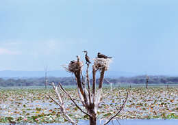 Image of White-breasted Cormorant