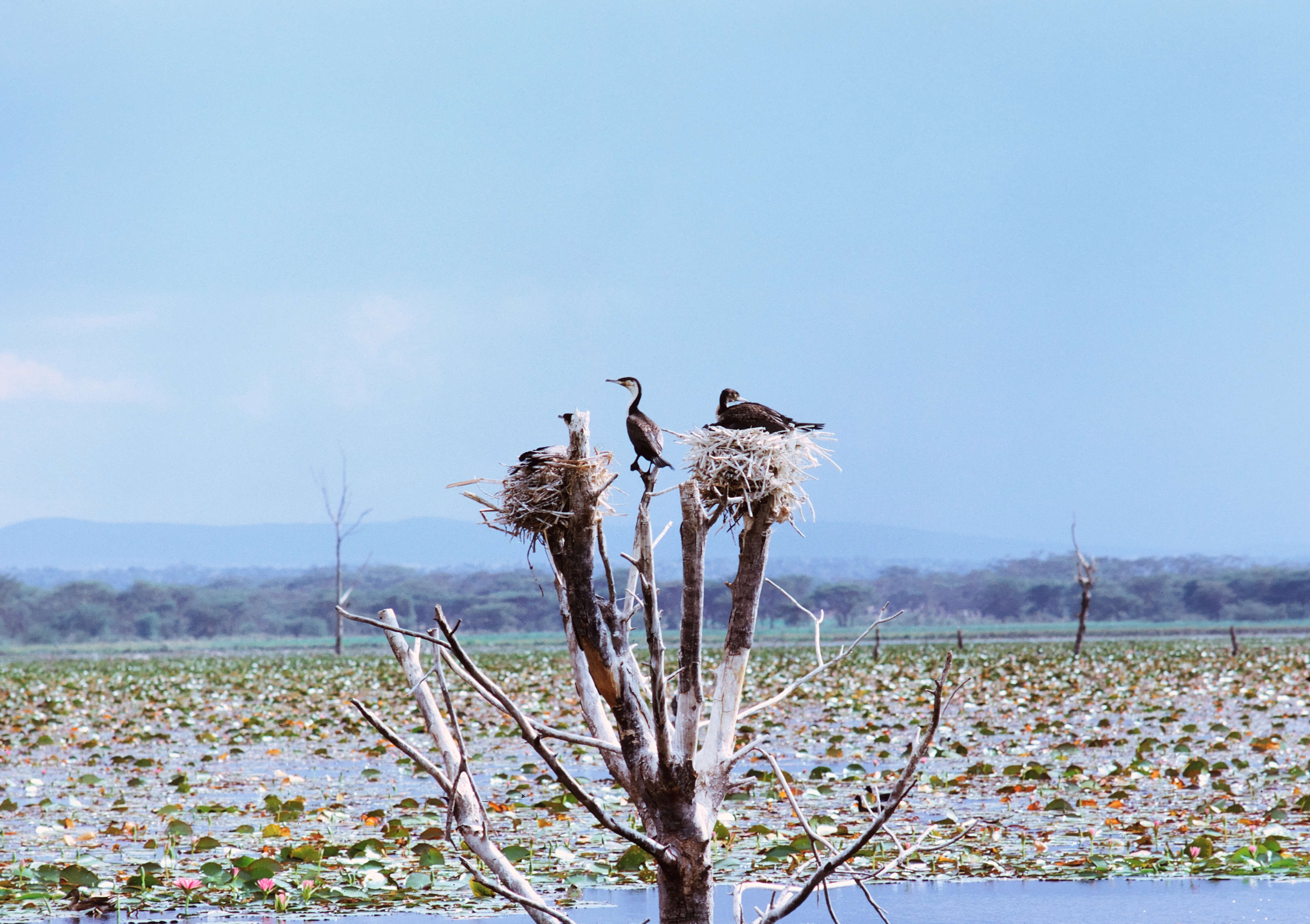 Image of White-breasted Cormorant