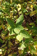 Image of western sweetshrub