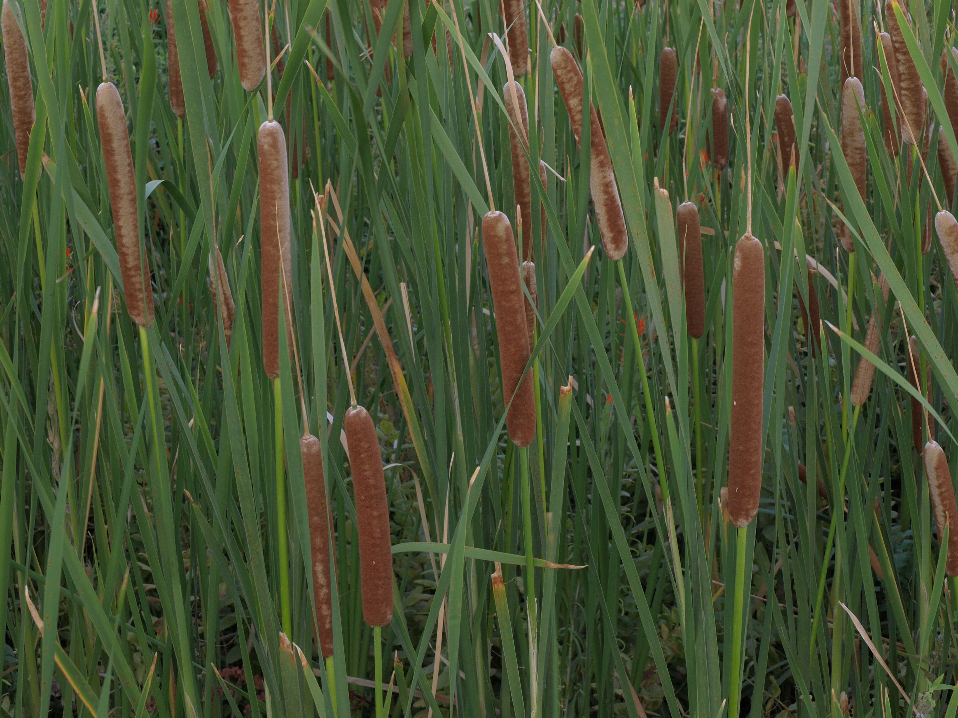 Image of southern cat-tail