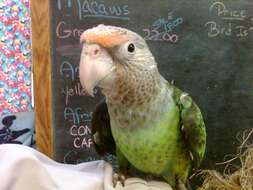 Image of Brown-necked Parrot