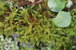 Image of hypnum moss