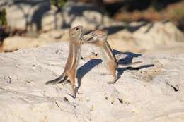 Image of white-tailed antelope squirrel