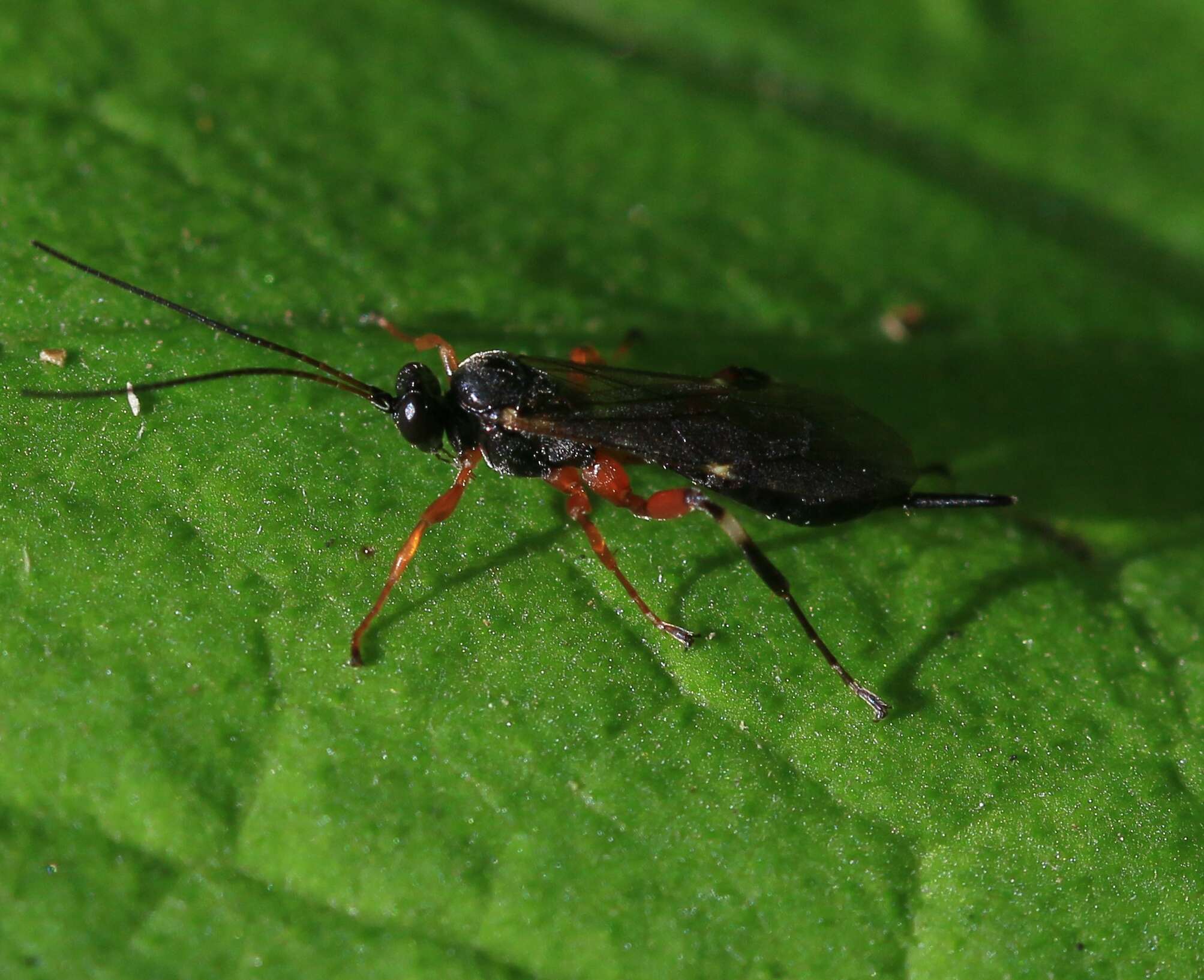 Image of Ichneumon