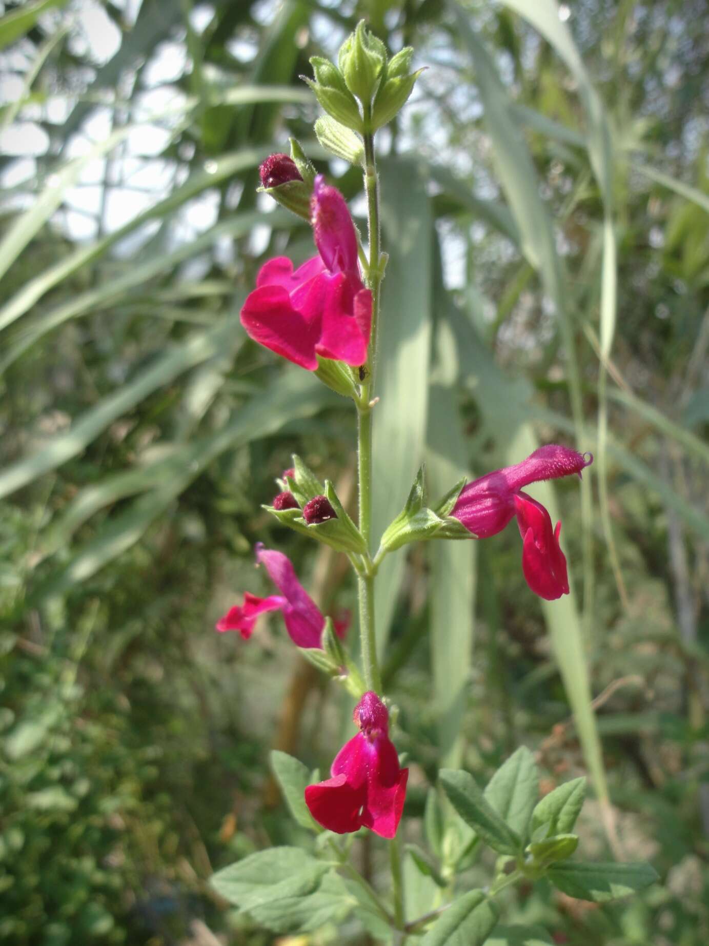 Salvia microphylla Kunth resmi