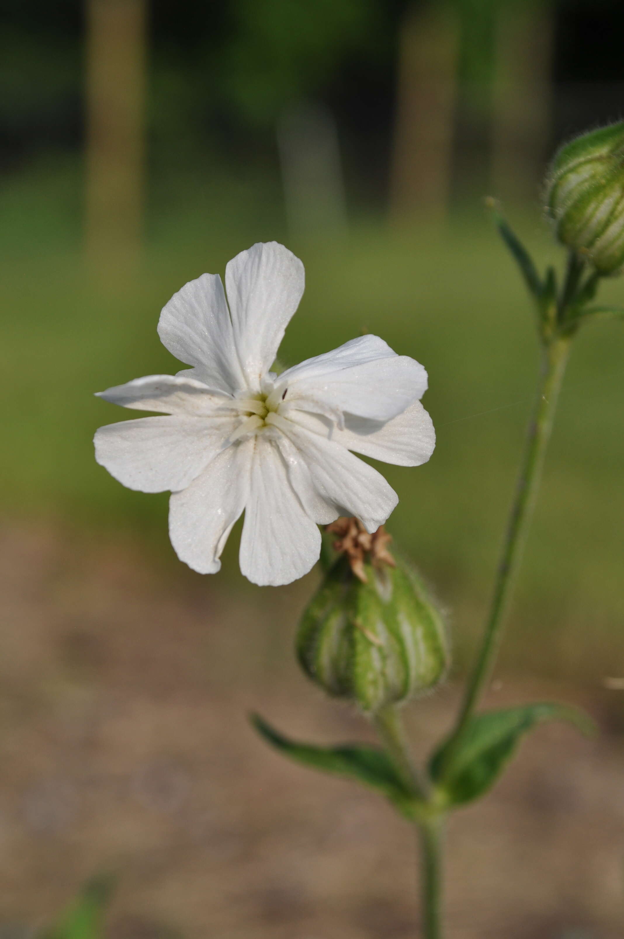 Image of Bladder Campion