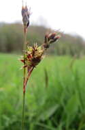 Image de luzule champêtre