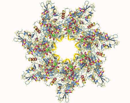 Image de Bacillus anthracis