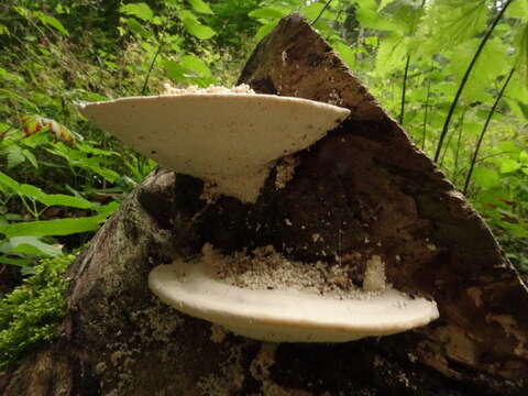 Image of Trametes gibbosa (Pers.) Fr. 1838