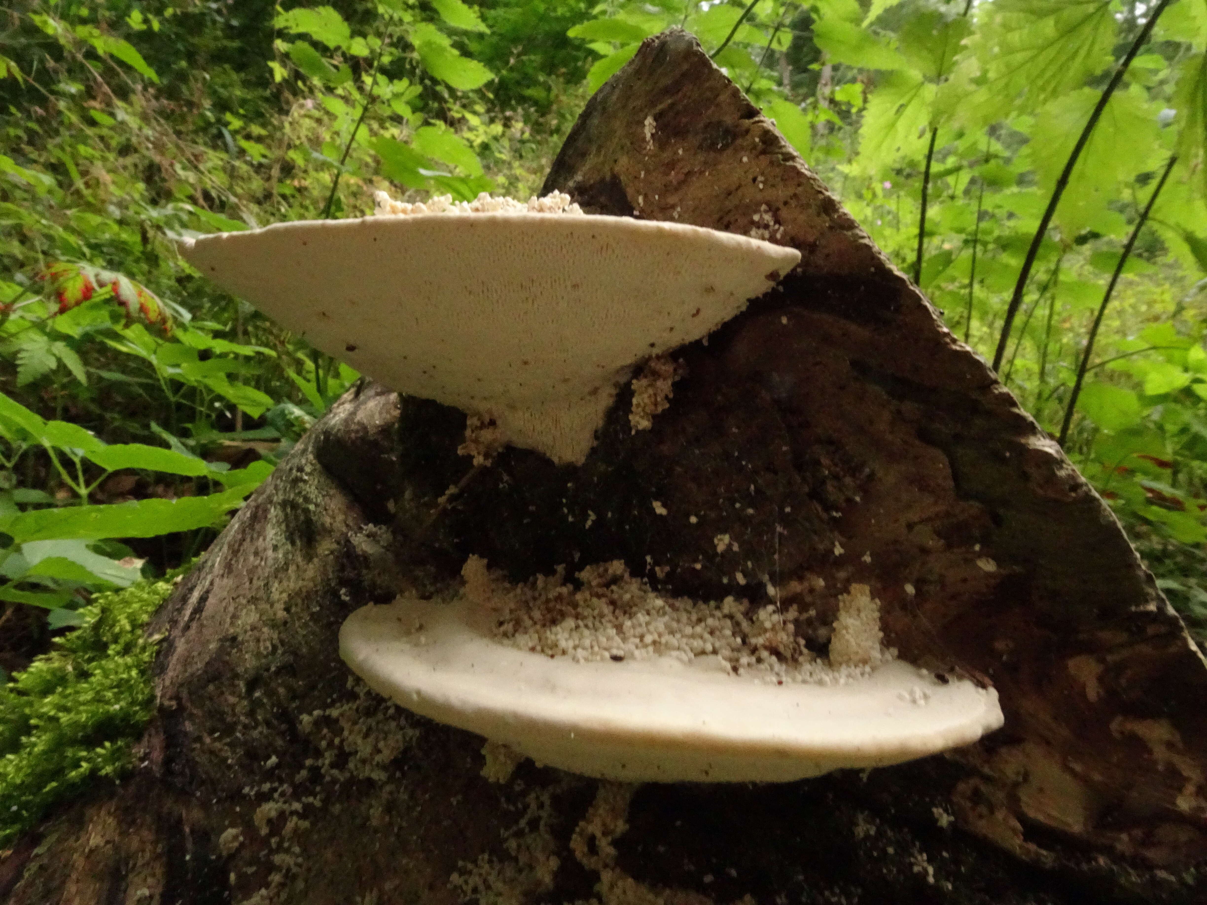 Image of Trametes gibbosa (Pers.) Fr. 1838