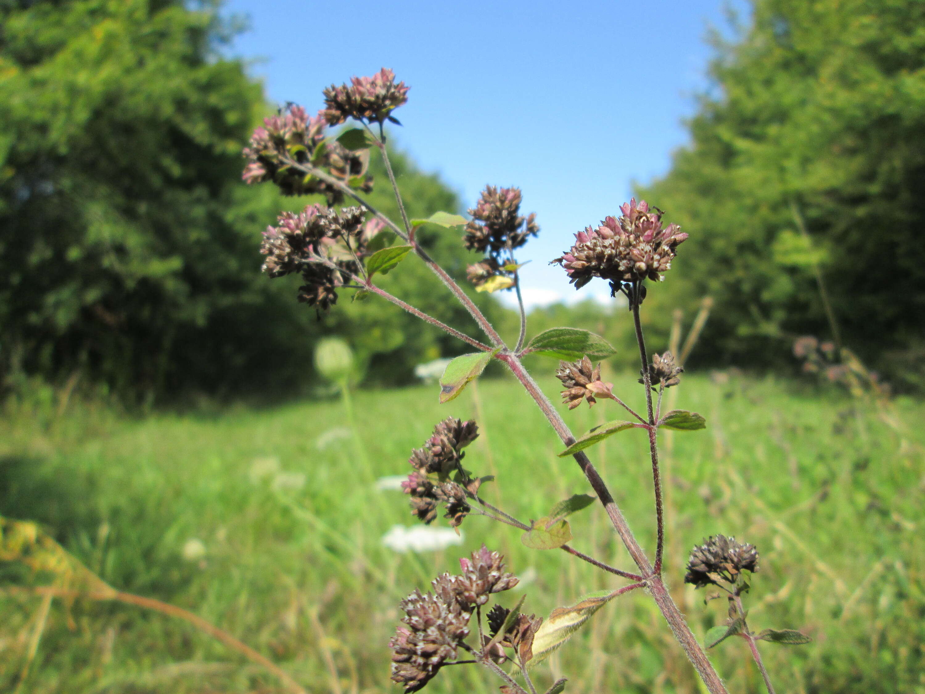 Image of oregano