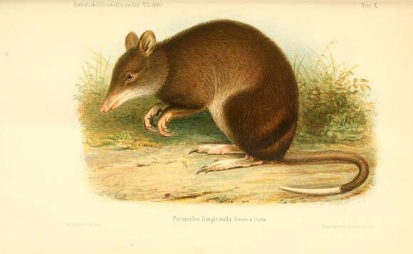 Image of New Guinean mouse bandicoot