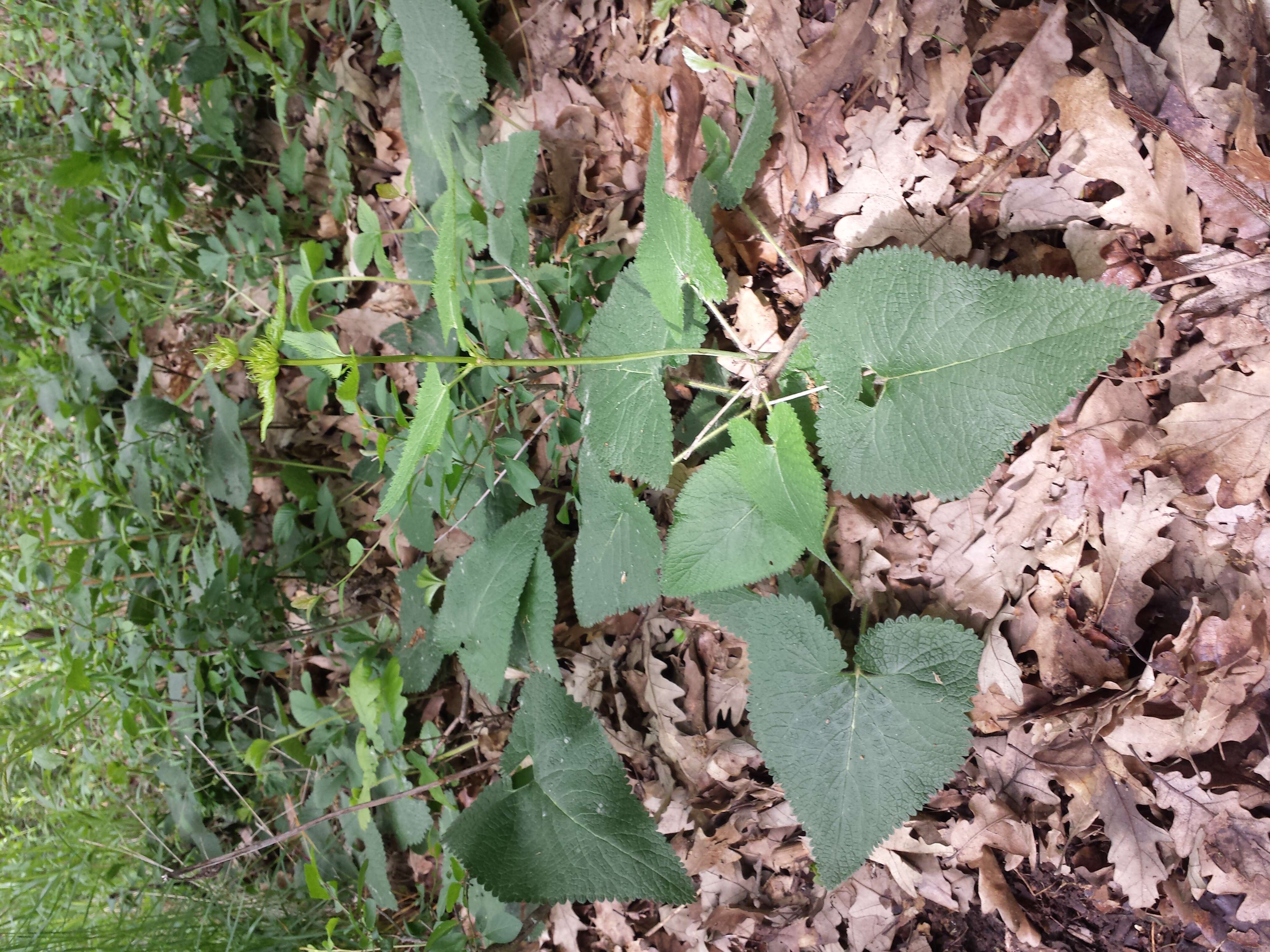 Слика од Phlomoides tuberosa (L.) Moench