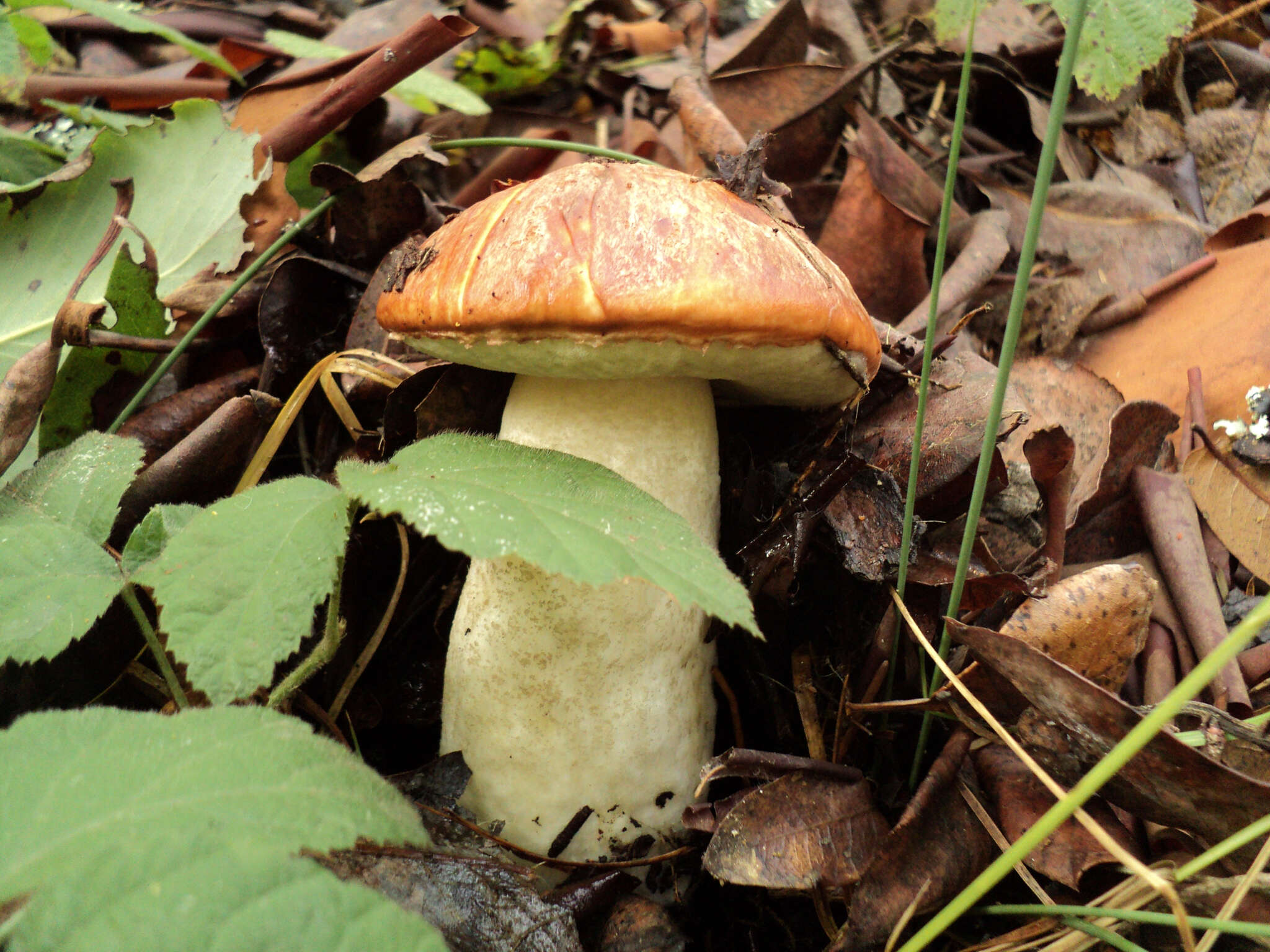 Image of Leccinum manzanitae Thiers 1971