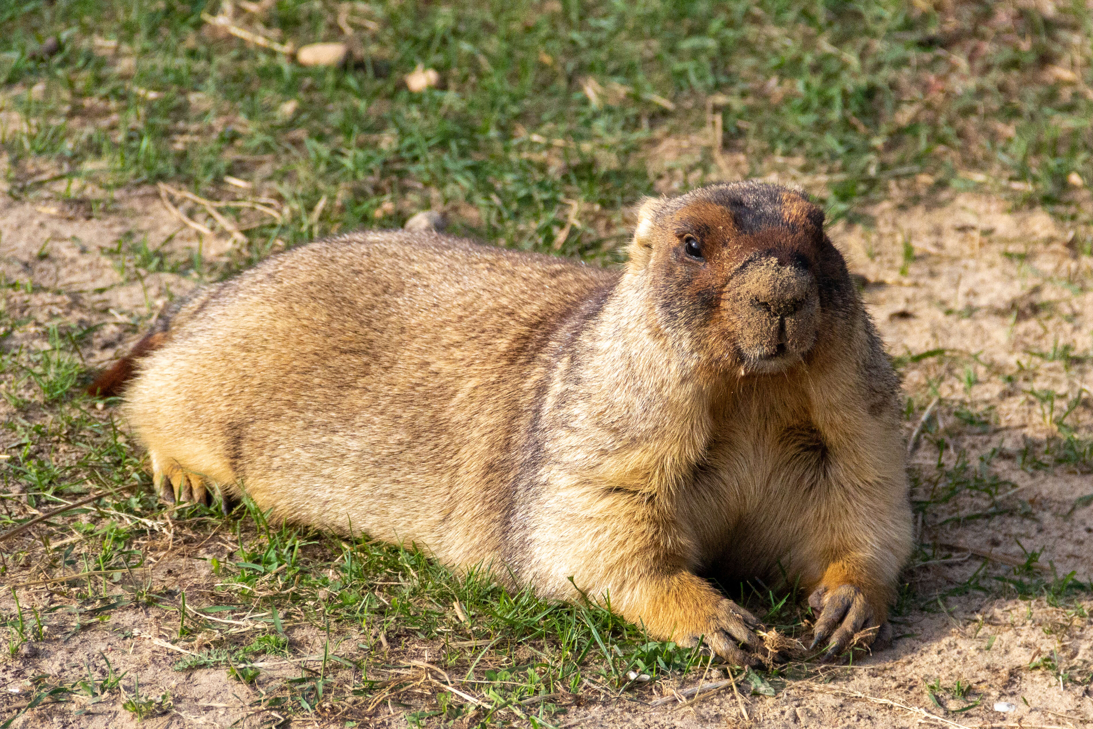 Image of Marmot