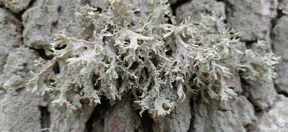 Image of ring lichen