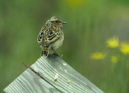 Image of Whinchat