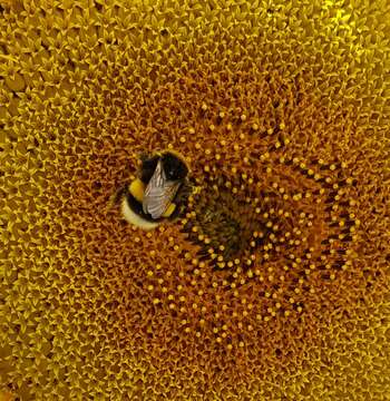 Image of White-tailed bumblebee