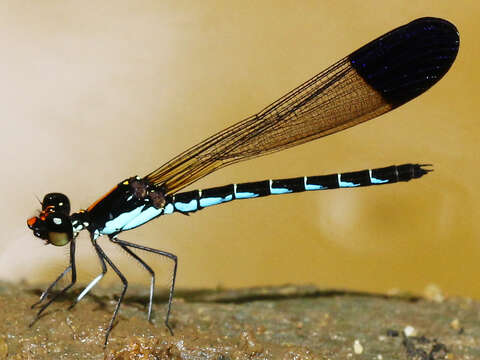 Image of Calocypha Fraser 1928