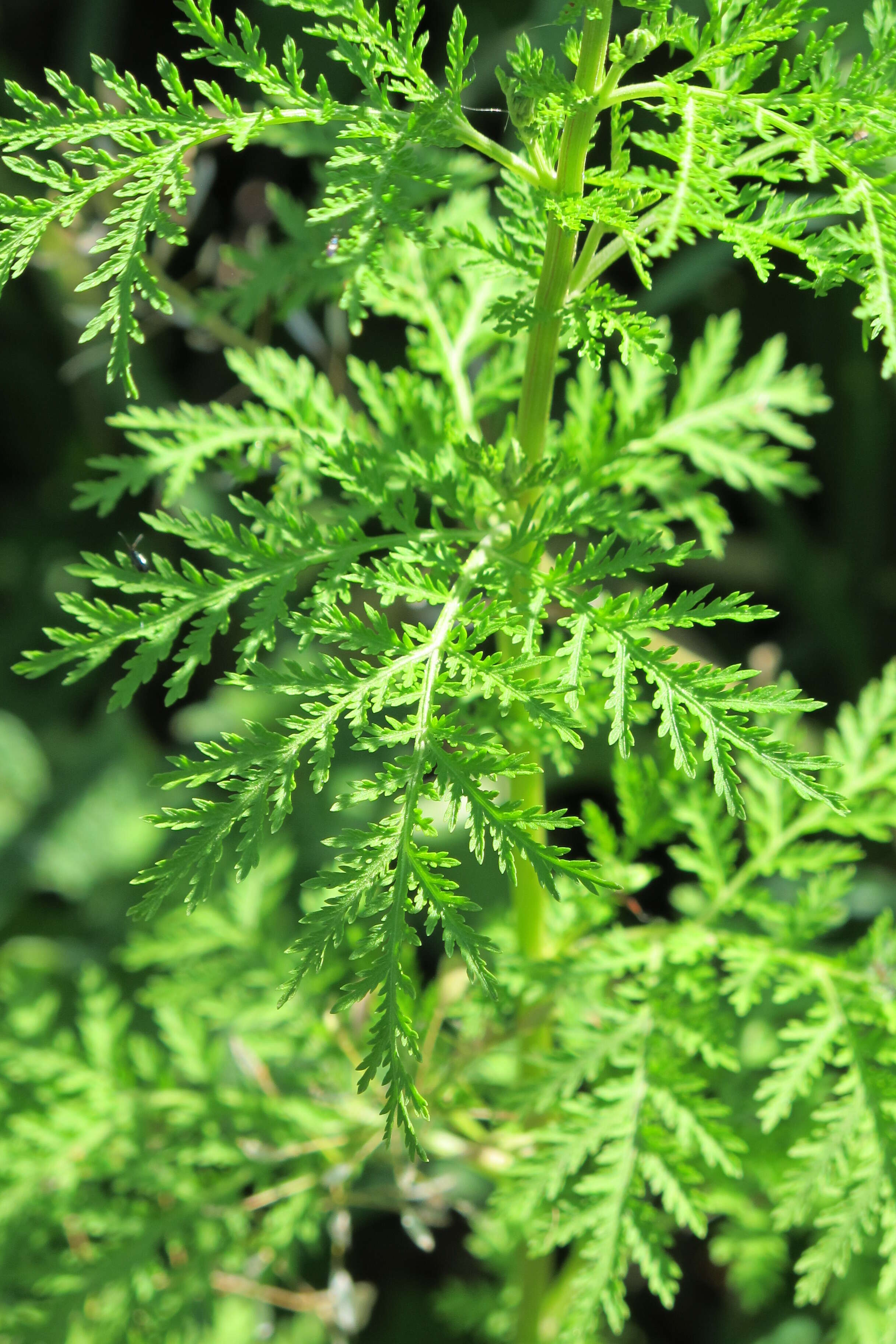 Image of sweet sagewort