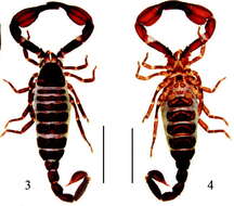 Image of Chaerilidae