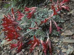 Image of scarlet milkvetch