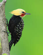 Image of Blond-crested Woodpecker