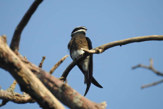 Image of Whiskered Treeswift