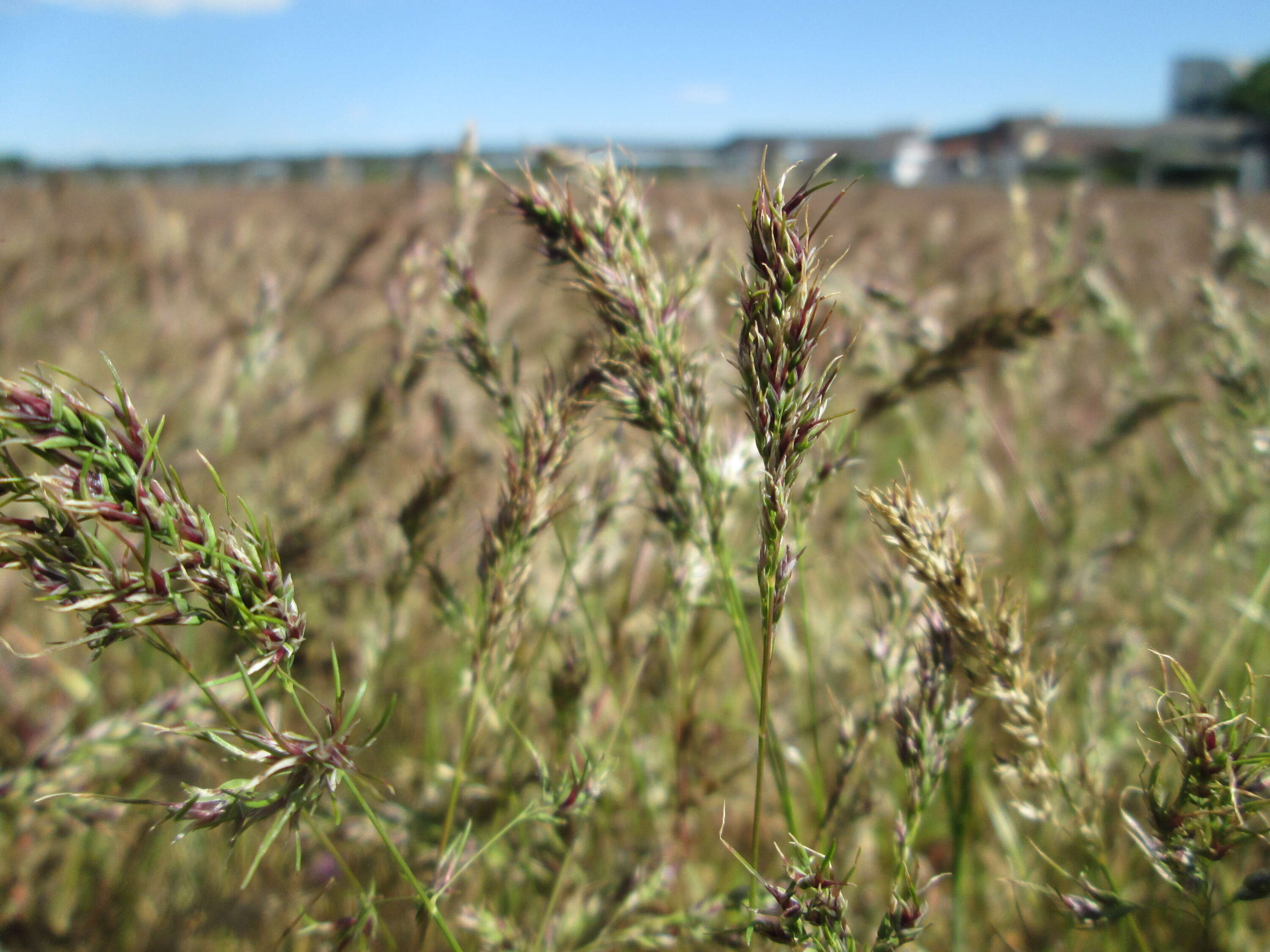 Imagem de Poa bulbosa L.