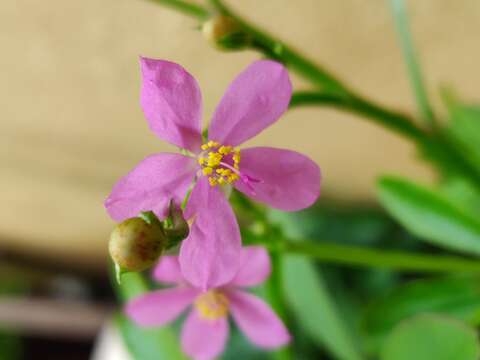 Image of Ceylon spinach