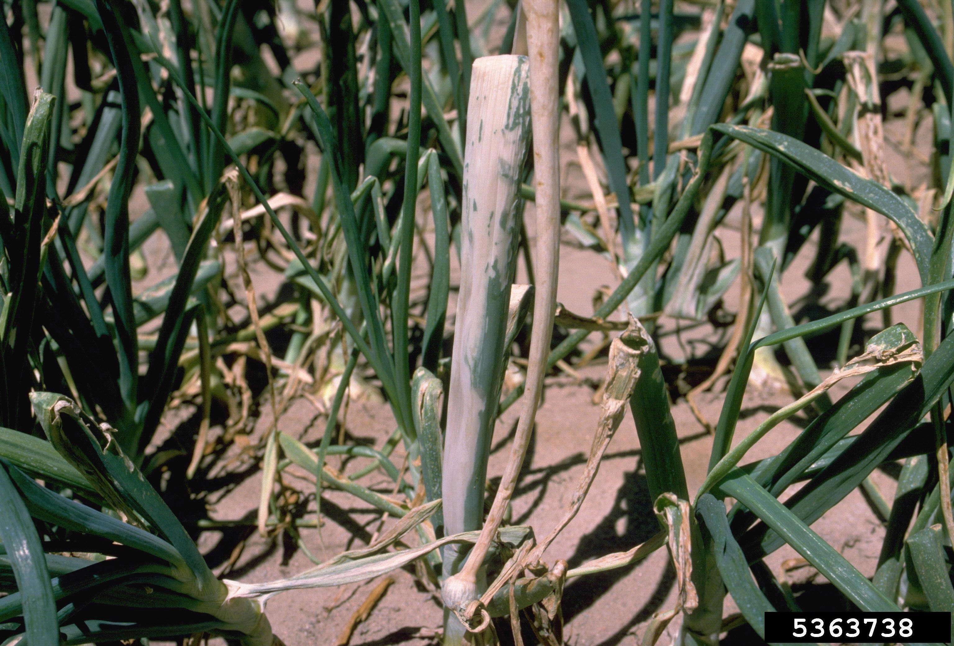 Image of garden onion