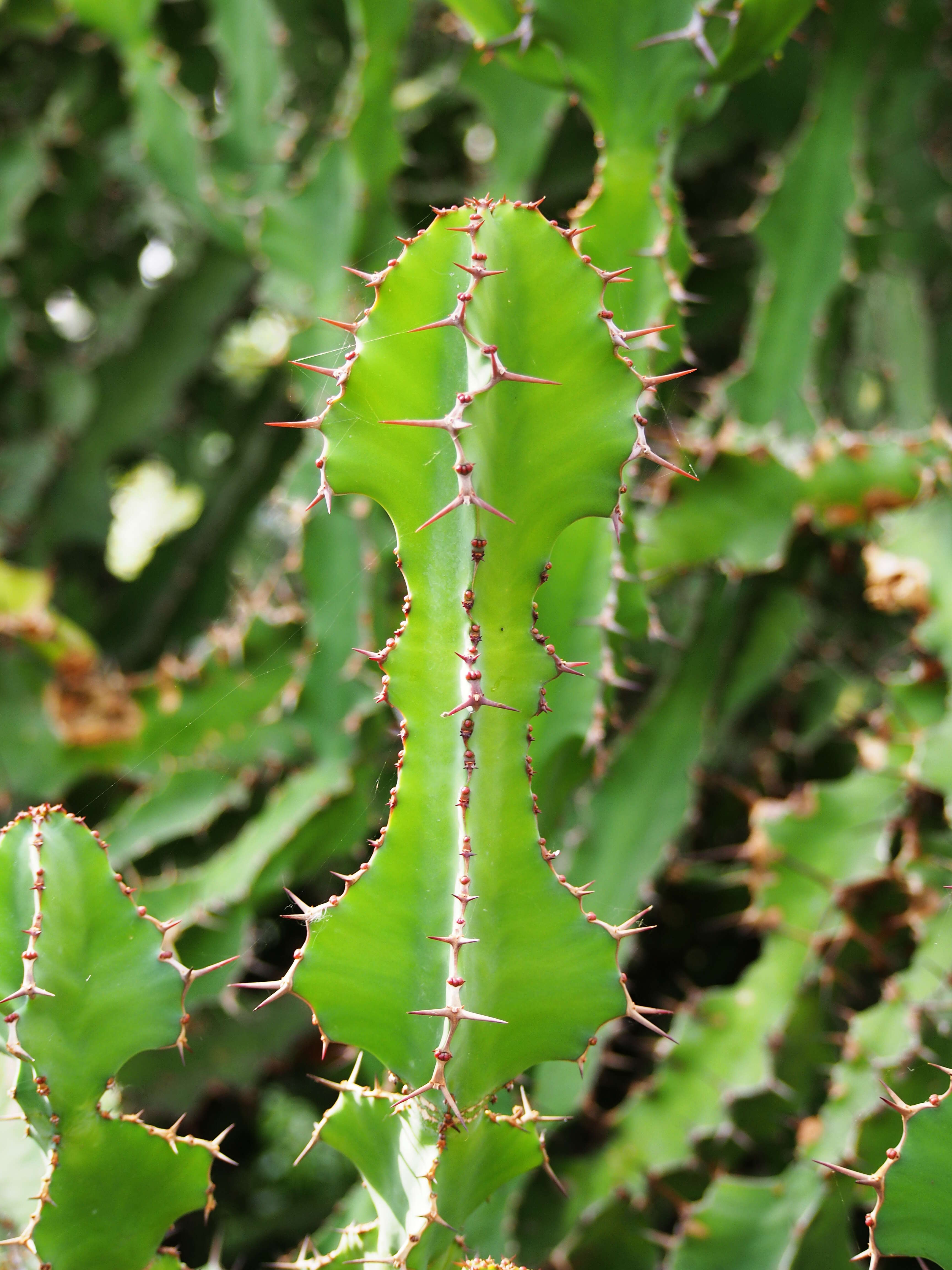 Euphorbia grandialata R. A. Dyer resmi