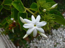 Image de Jasminum multiflorum (Burm. fil.) Andrews