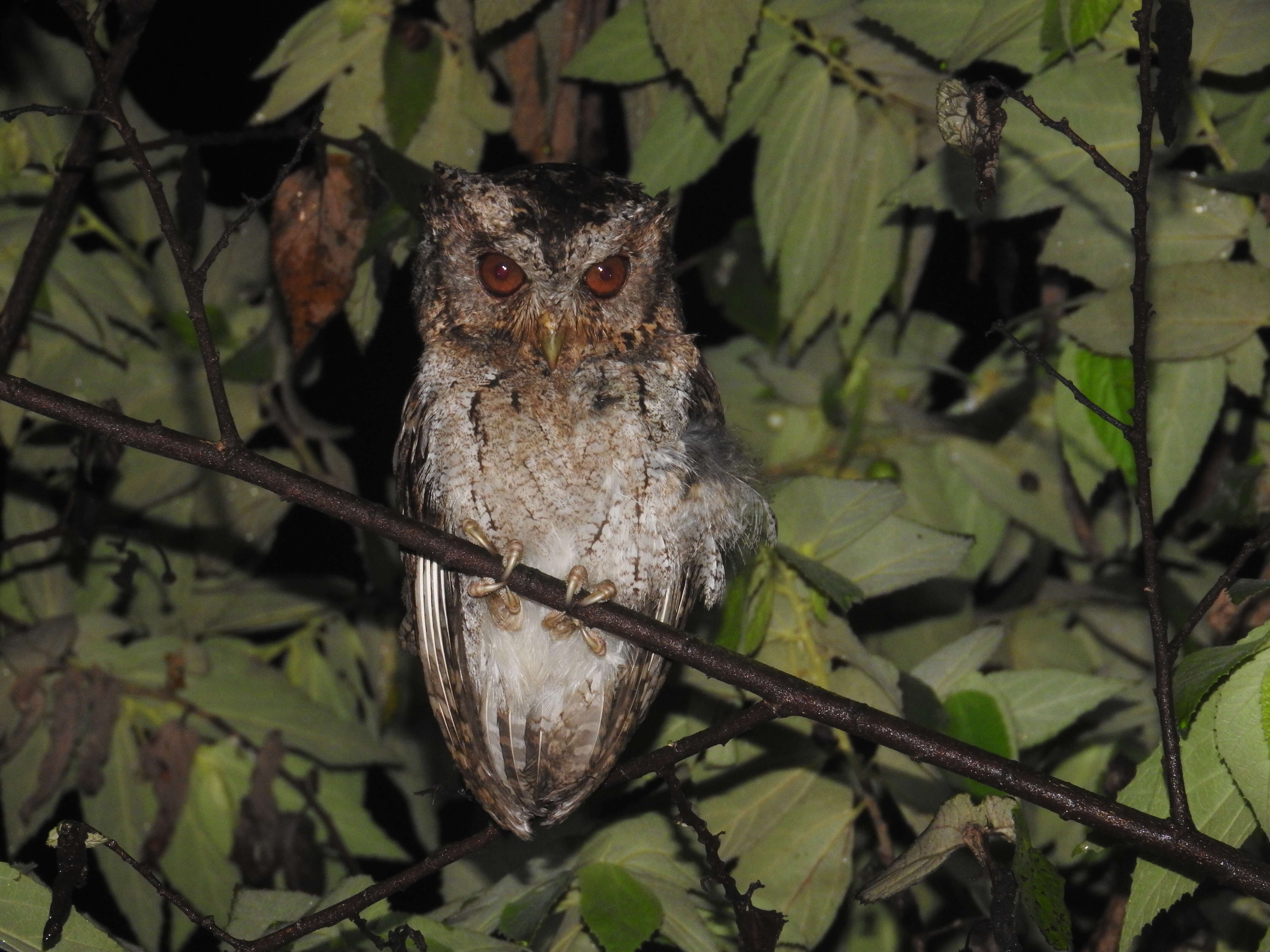 Image of Sunda Scops Owl