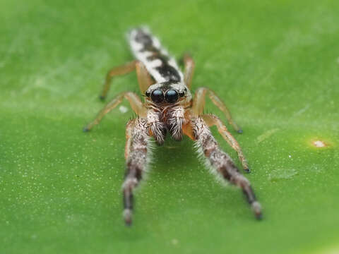 Image of Pike Slender Jumper