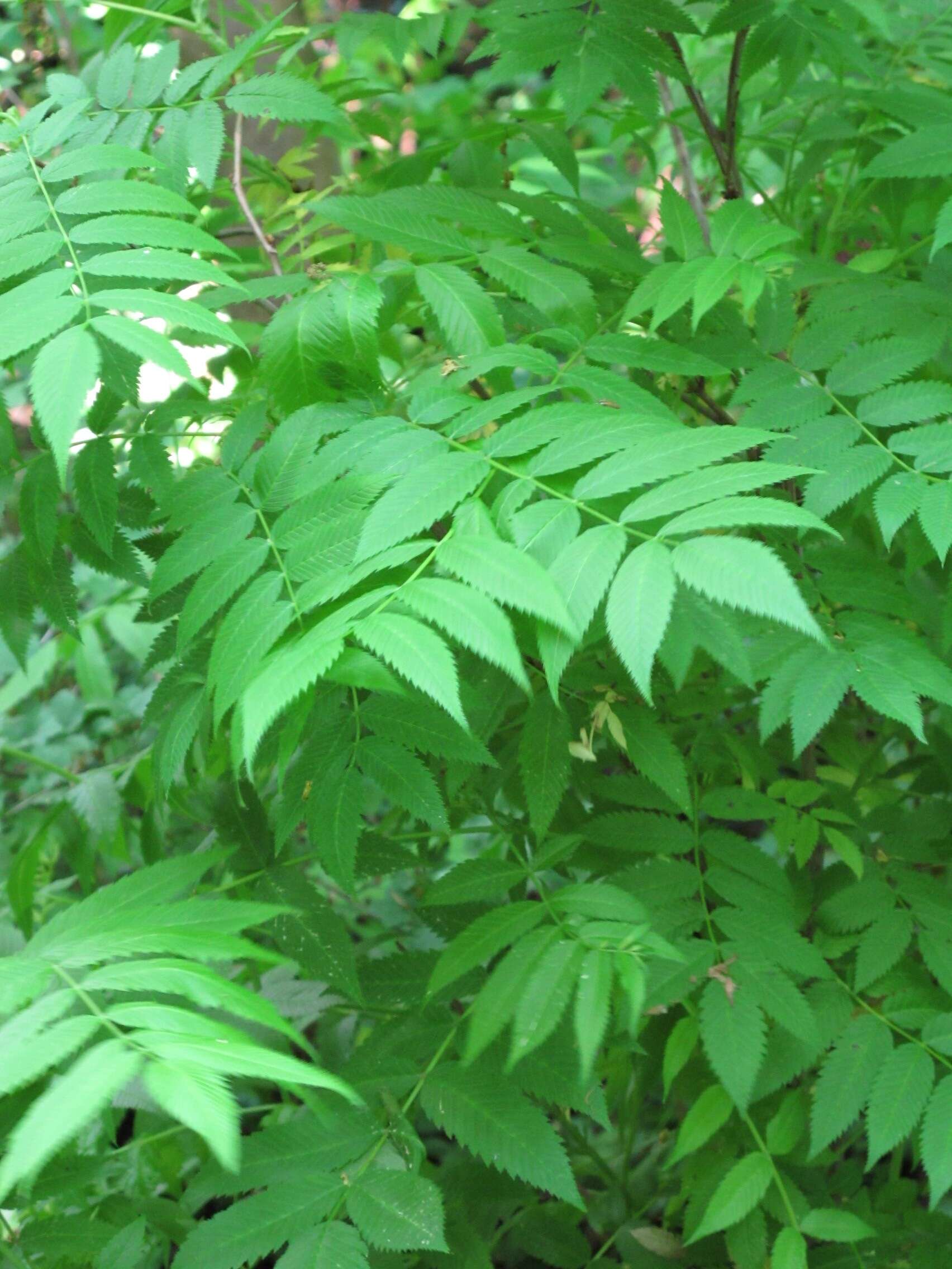 Image of false spiraea