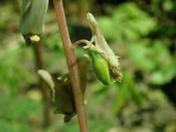 Image of dutchman's breeches