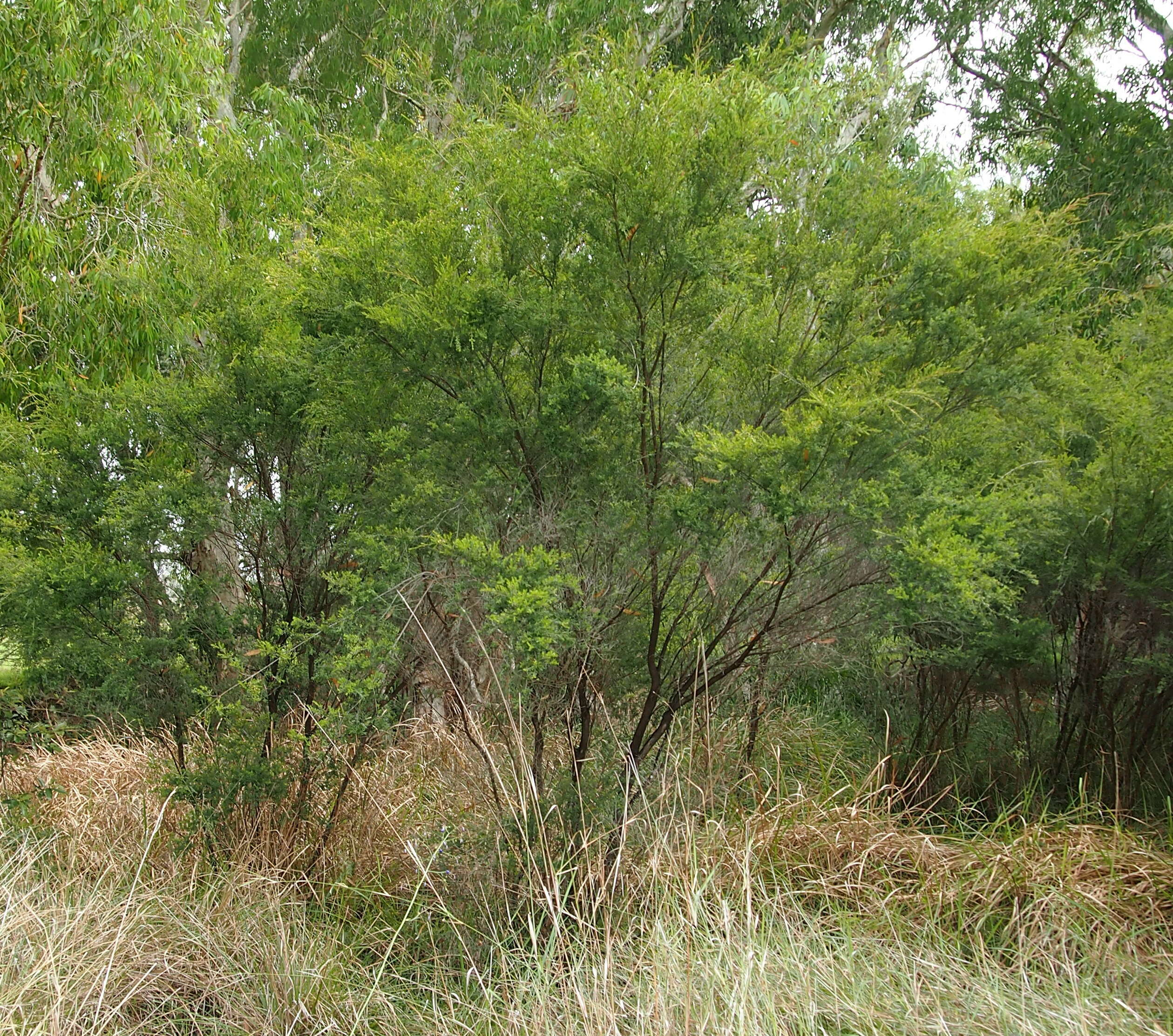 Image de Leptospermum neglectum J. Thompson