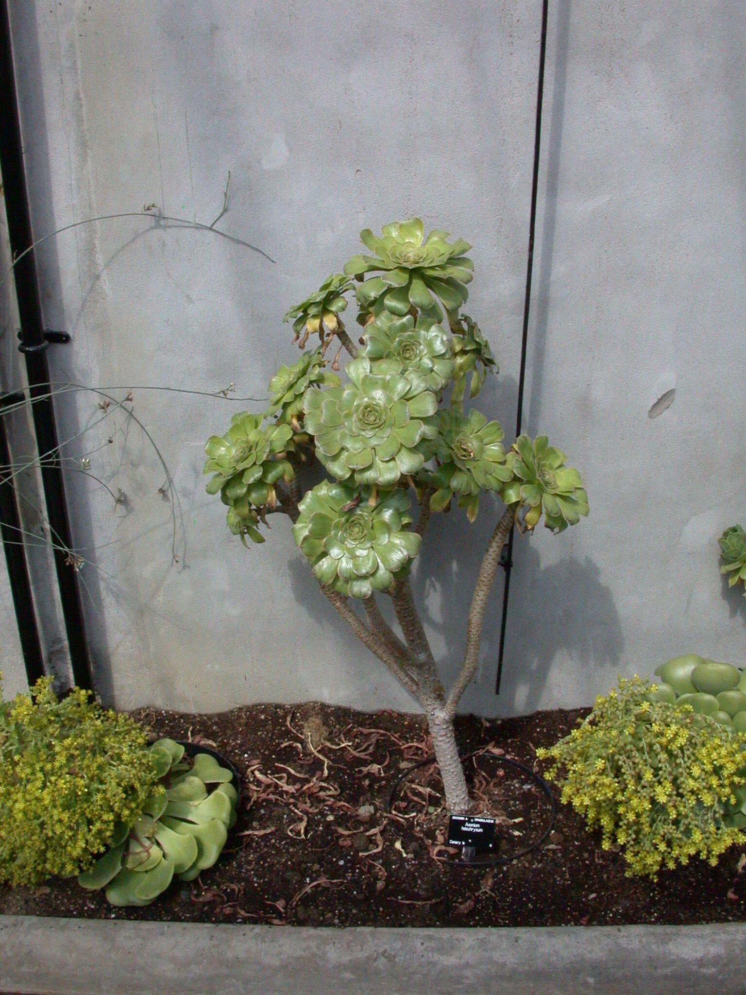 Image of Aeonium arboreum subsp. holochrysum (H. Y. Liu) Bañares