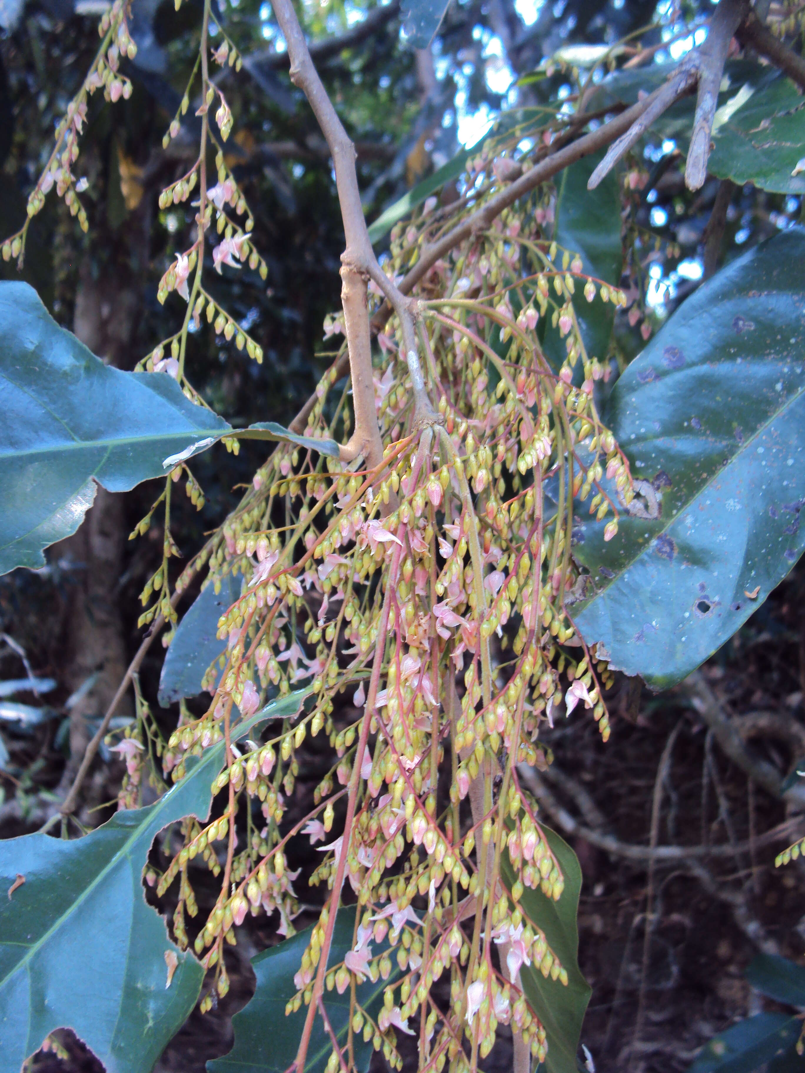 Image of Hopea ponga (Dennst.) D. J. Mabberley