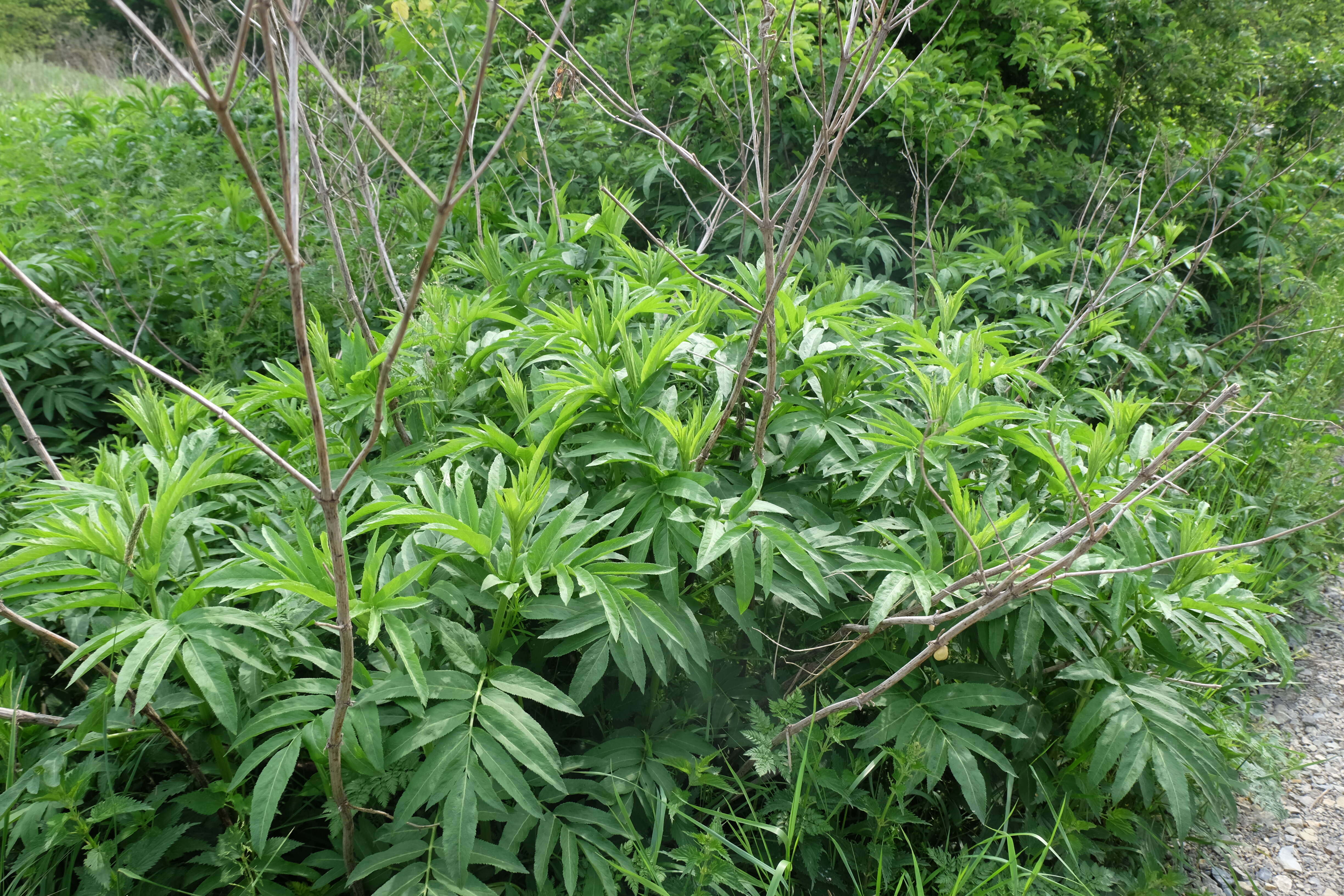 Imagem de Sambucus ebulus L.