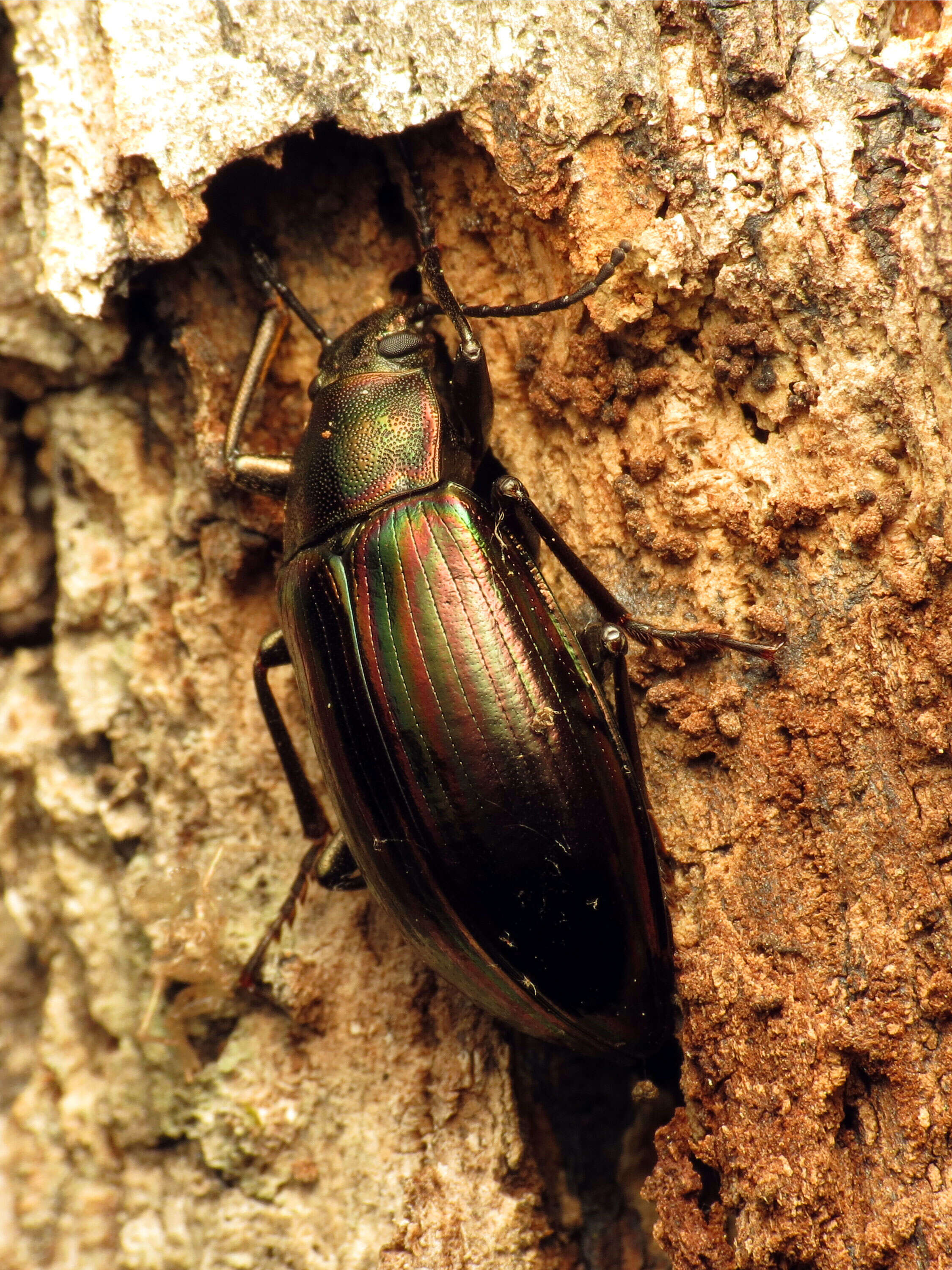 Image of Tarpela micans (Fabricius 1798)