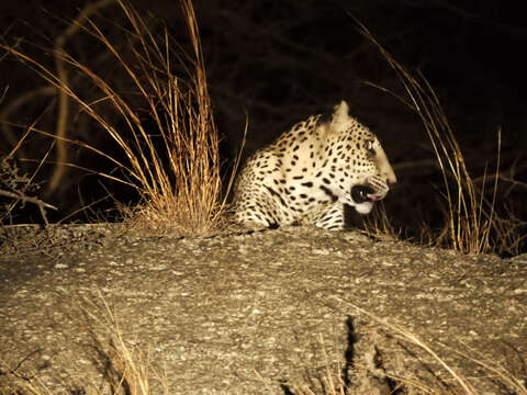 Image of Indian leopard