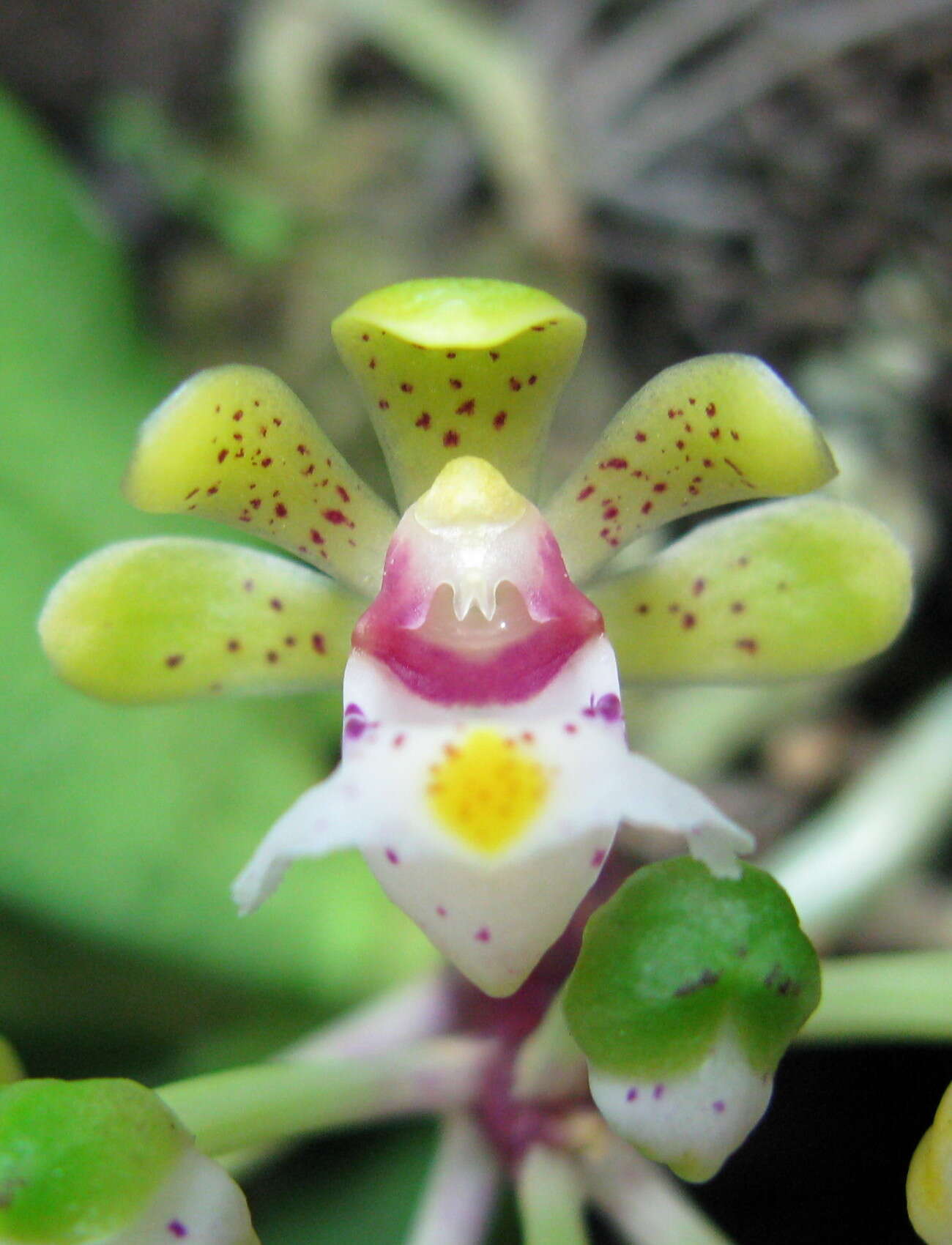 Imagem de Gastrochilus obliquus (Lindl.) Kuntze