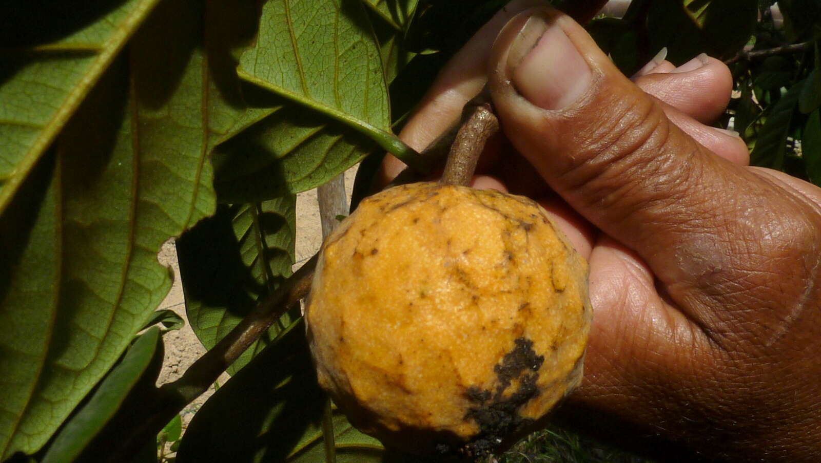 Image of Annona sylvatica A. St.-Hil.