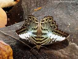 Imagem de Parthenos sylvia