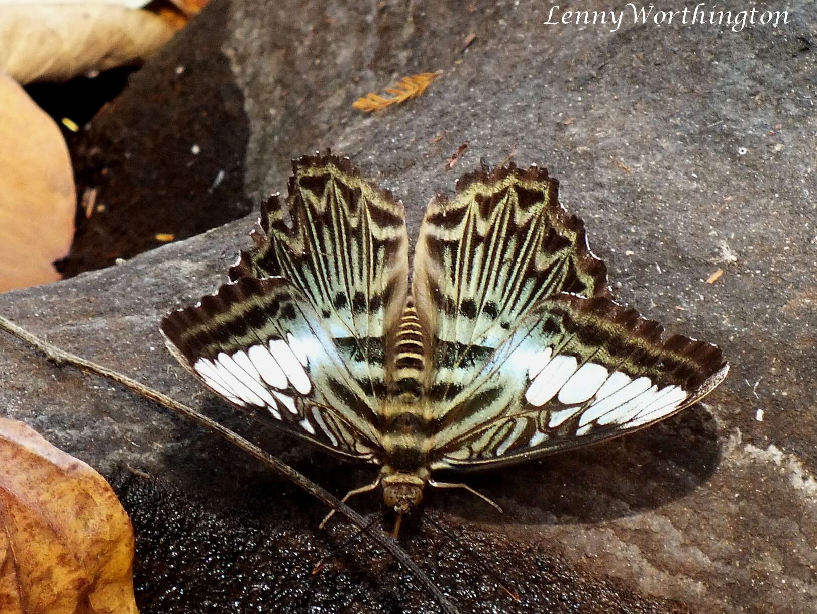 Imagem de Parthenos sylvia